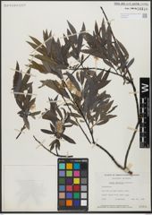 Foto von Salix gracilis Andersson